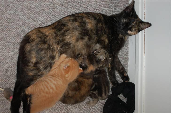 Blanding af racer Bølle - Bølle med sine 3 killinger, mini bølle  nr 1 og røde missen billede 16