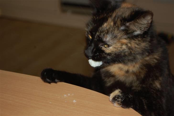 Blanding af racer Bølle - haps.. billede 17