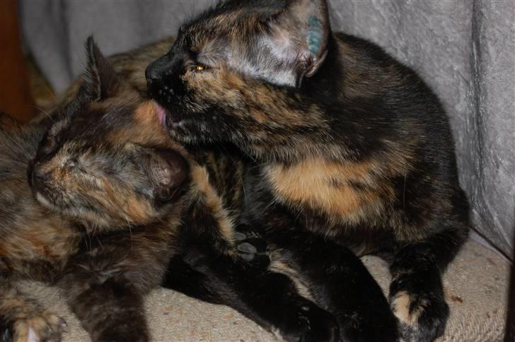 Blanding af racer Bølle - Mor og datter  billede 18