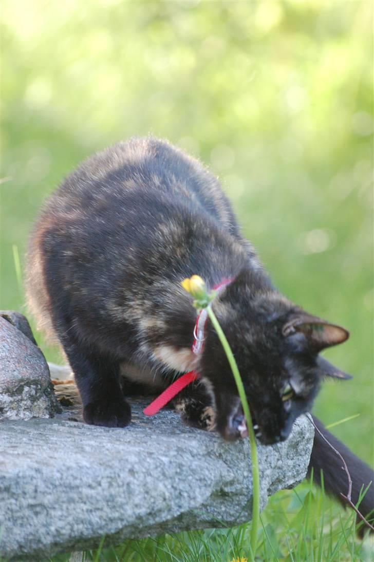 Blanding af racer Bølle - mælkebøtter smager sælme godt billede 19
