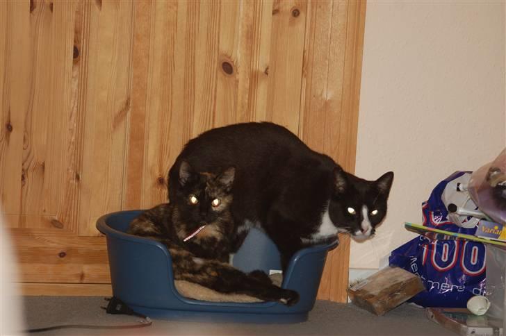 Blanding af racer Bølle - Iiih gå nu væk smalle.. jeg lå her først billede 20