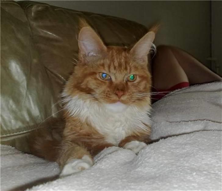 Maine Coon Hugo Boss - Hugo og far får sig en morfar på sofaen... billede 1