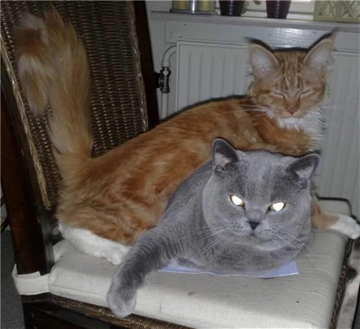 Maine Coon Hugo Boss - Hugo og Gris (det er ikke en gris i virkeligheden, det kalder vi ham bare) billede 3