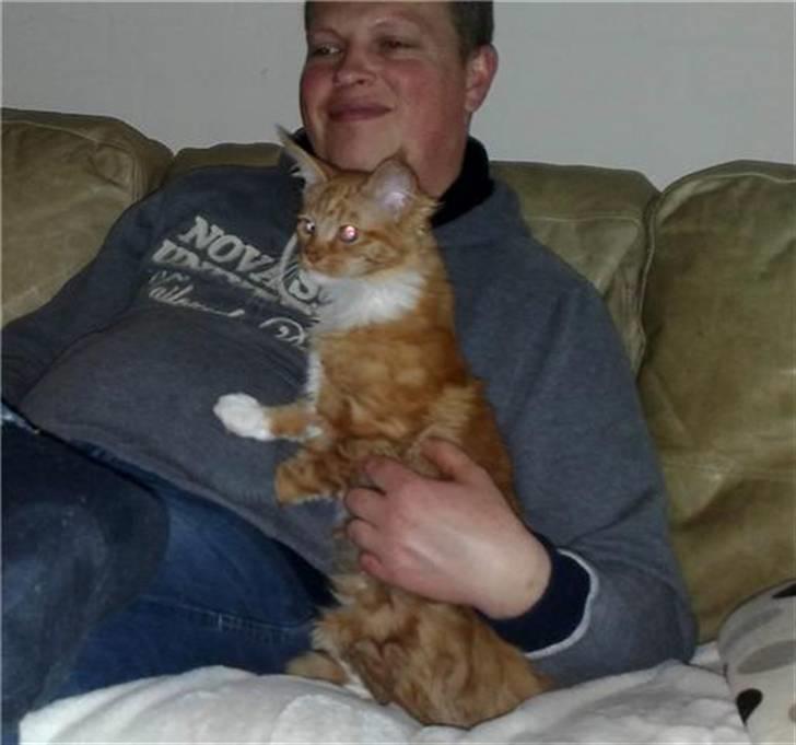 Maine Coon Hugo Boss - To tosser xD billede 4