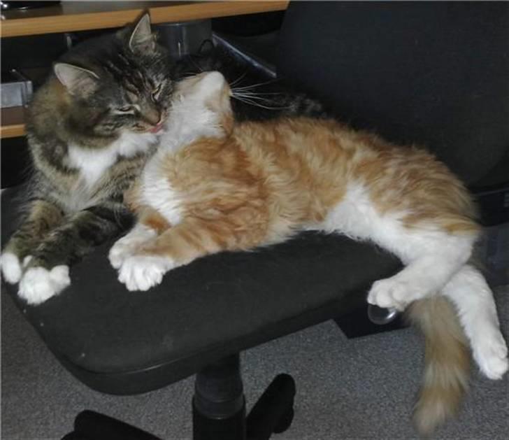 Maine Coon Hugo Boss - Hugo nyder godt af at Misse sååå gerne vil have babyer ;) billede 5