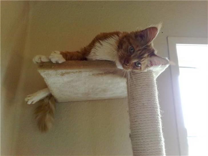 Maine Coon Hugo Boss - Hugo højt til vejrs... billede 6