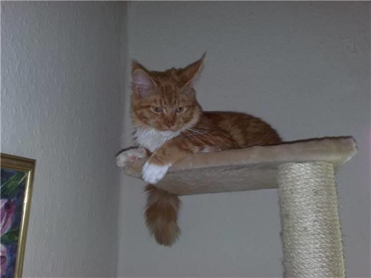 Maine Coon Hugo Boss billede 7