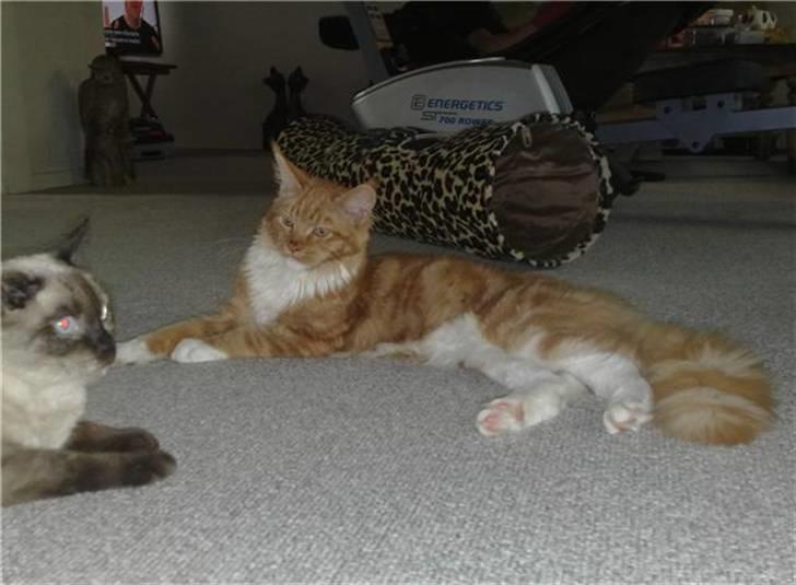 Maine Coon Hugo Boss - Hugo og Nus... billede 8