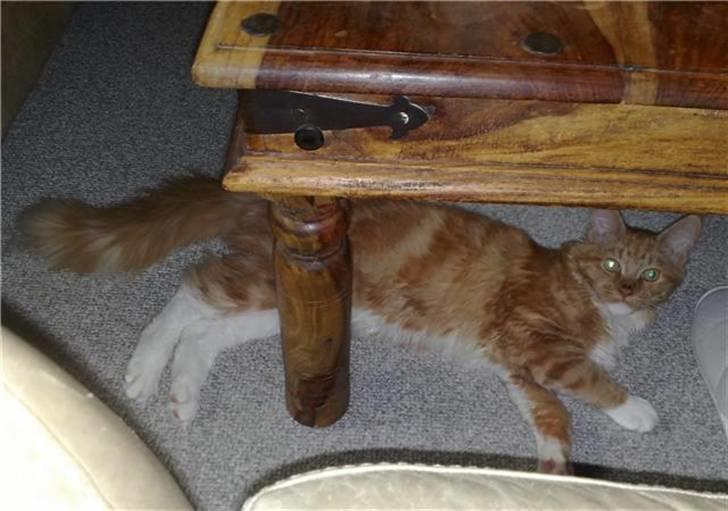 Maine Coon Hugo Boss - ´Nej mor, du kan IKKE se mig hernede´  xD billede 9