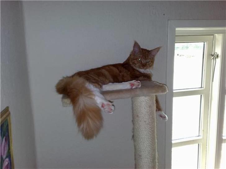 Maine Coon Hugo Boss - Rævehale... billede 10