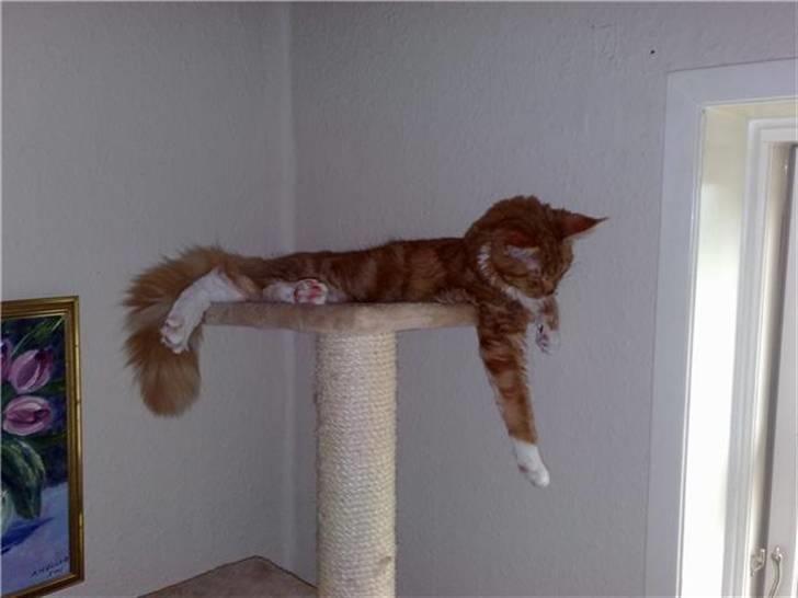 Maine Coon Hugo Boss - Langlemmede lemmedasker! billede 11