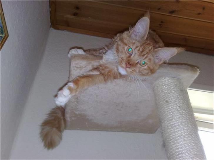 Maine Coon Hugo Boss billede 12