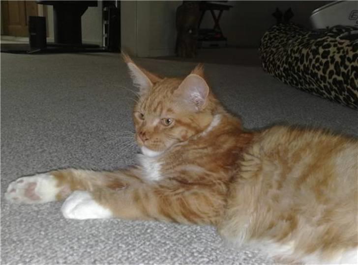 Maine Coon Hugo Boss billede 13