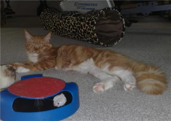 Maine Coon Hugo Boss - Hugo med sit bedste legetøj - fang musen på pinden inde i ringen xD billede 14
