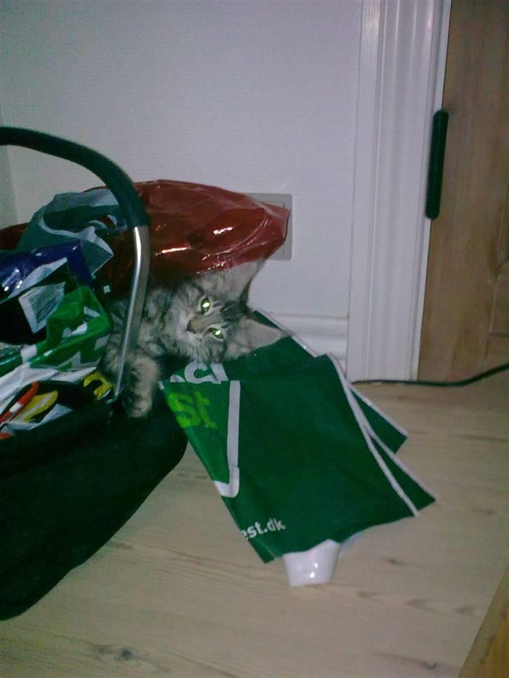 Maine Coon Maximus R.I.P. - kuk kuk billede 8