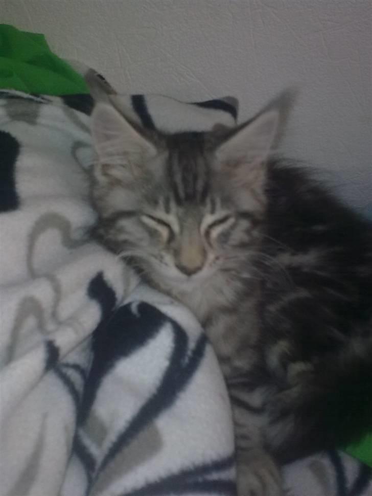 Maine Coon Maximus R.I.P. - selv de største figther skal vel ha´ en lur! billede 9