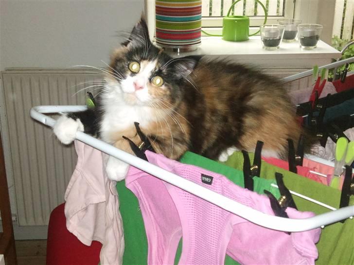 Maine Coon Ciwi - omkring de 16 uger . Hun vokser stærkt ..  billede 4