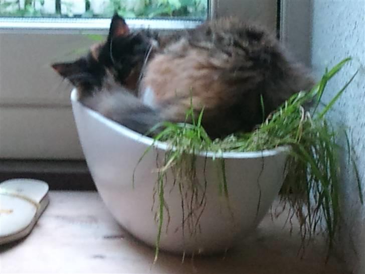 Maine Coon Ciwi - Hun har fladmast sit kattegræs, så hun kan sove der .. billede 5