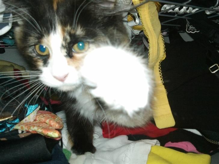 Maine Coon Ciwi billede 6