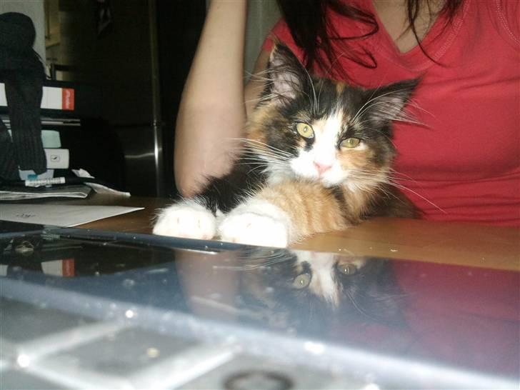 Maine Coon Ciwi - Hun vil os følge med i hvad der sker .. billede 7