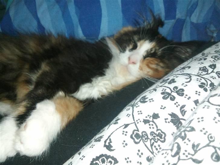 Maine Coon Ciwi billede 8