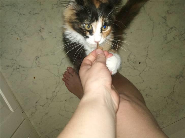 Maine Coon Ciwi - Der har hun været omkring de 13-14 uger. billede 9