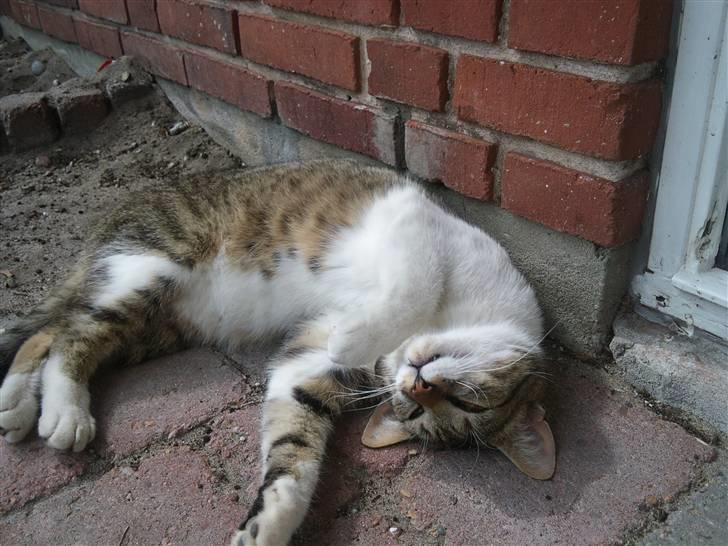 Huskat Silas billede 6