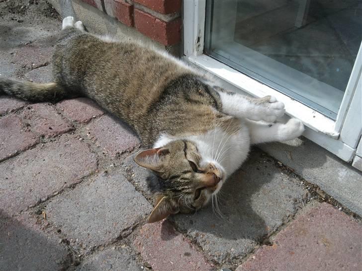 Huskat Silas billede 7