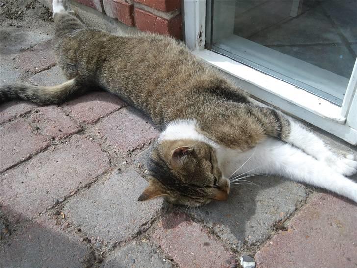 Huskat Silas billede 8