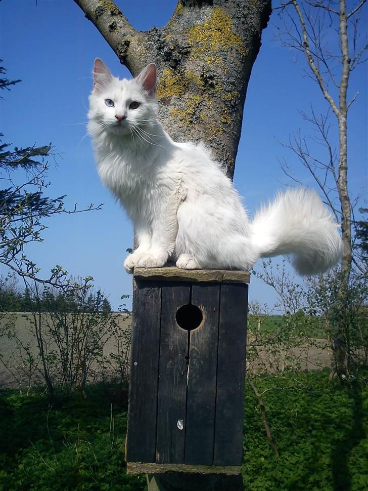 Blanding af racer Prinsessemissen billede 1