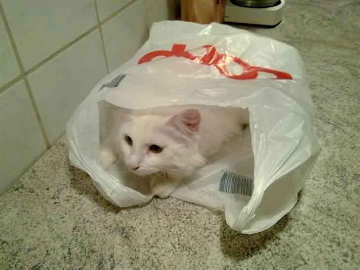 Blanding af racer Prinsessemissen billede 2