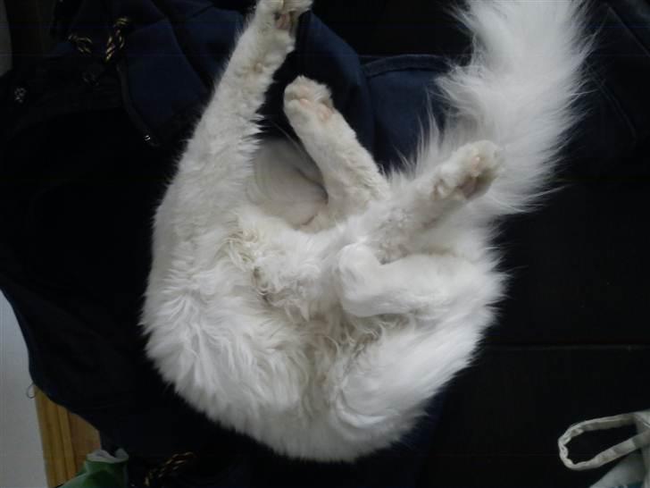 Blanding af racer Prinsessemissen billede 3