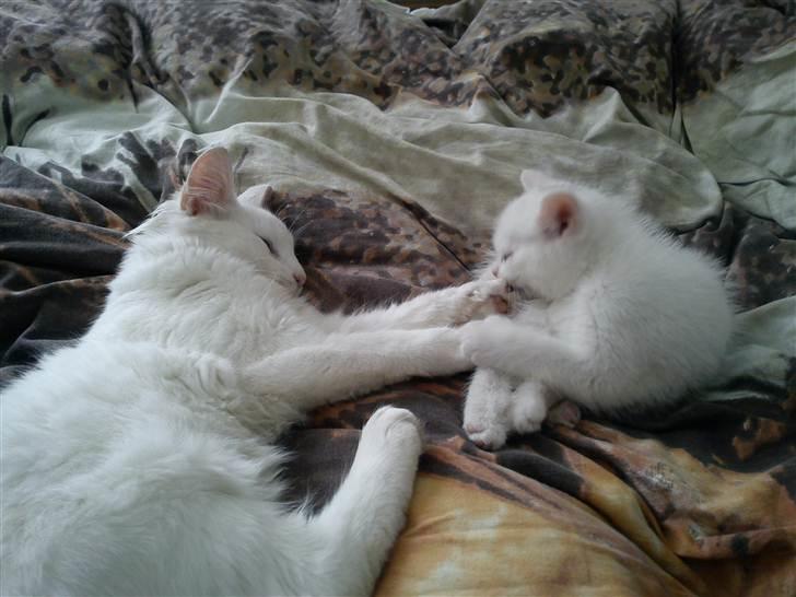 Blanding af racer Prinsessemissen billede 4