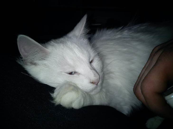 Blanding af racer Prinsessemissen billede 5