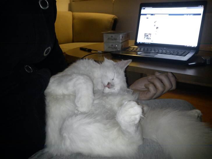 Blanding af racer Prinsessemissen billede 6