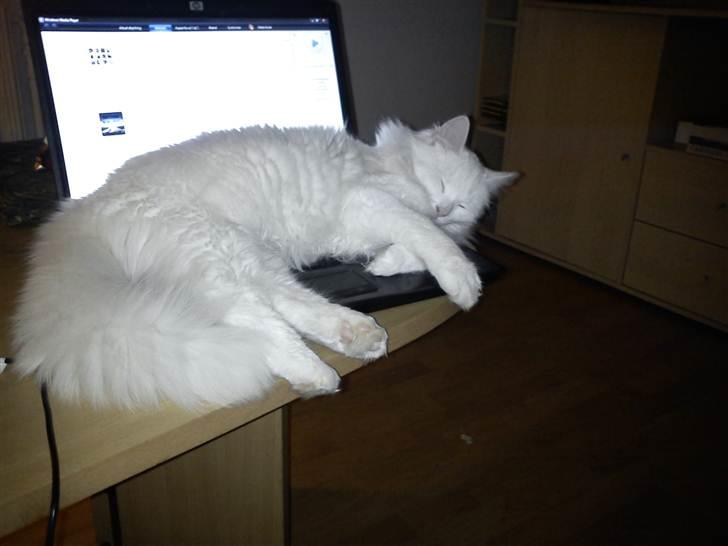 Blanding af racer Prinsessemissen billede 7