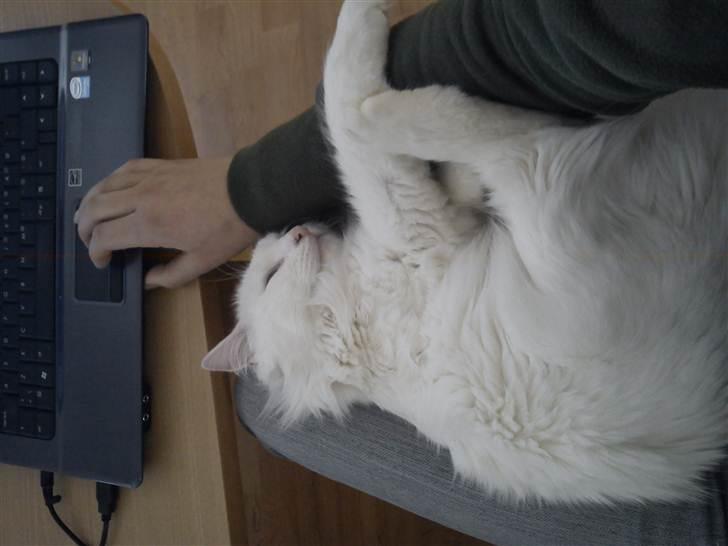 Blanding af racer Prinsessemissen billede 8