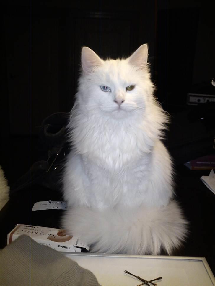 Blanding af racer Prinsessemissen billede 9