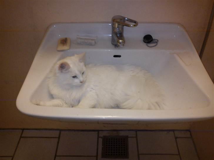 Blanding af racer Prinsessemissen billede 10