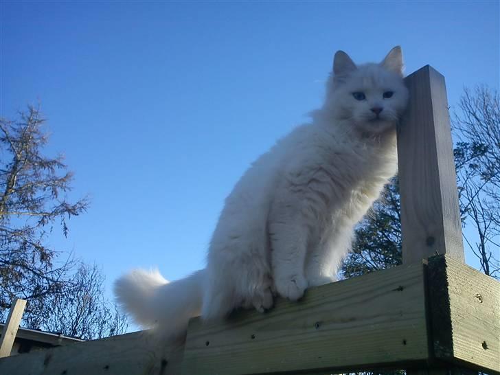 Blanding af racer Prinsessemissen - 23 januar 2011 billede 11