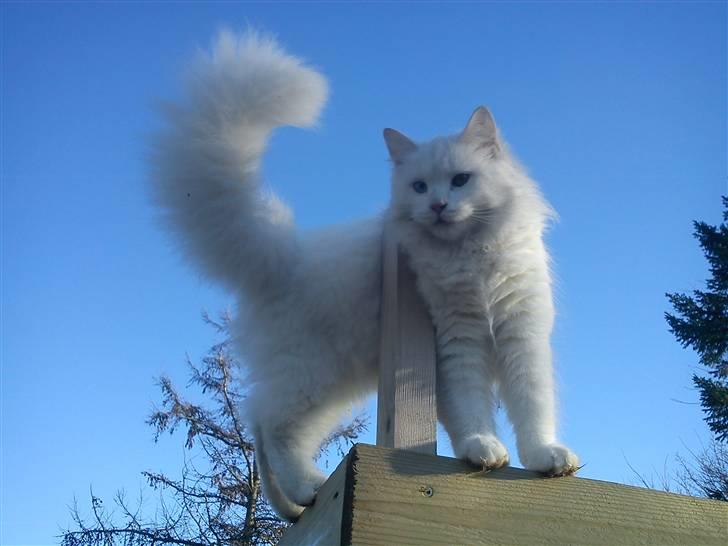 Blanding af racer Prinsessemissen - 23 januar 2011 billede 12