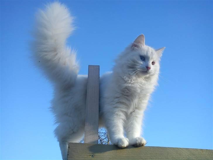 Blanding af racer Prinsessemissen - 23 januar 2011 billede 13