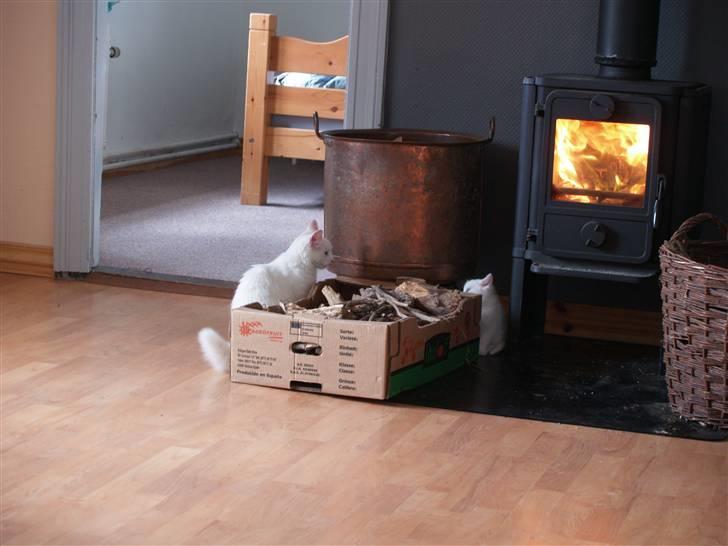 Blanding af racer Prinsessemissen - Prinsessen og en af Pjuskes killinger :)  billede 14