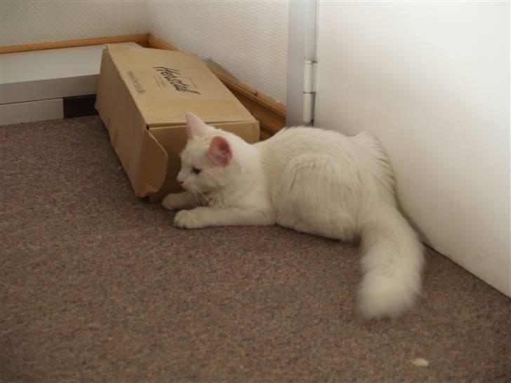 Blanding af racer Prinsessemissen - Prinsessemissen i legehumør ;o) billede 15