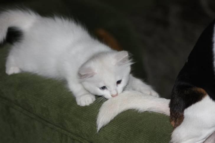Blanding af racer Prinsessemissen - En lækker lille hundehale :P 10 juni 10, taget af Karoline billede 16