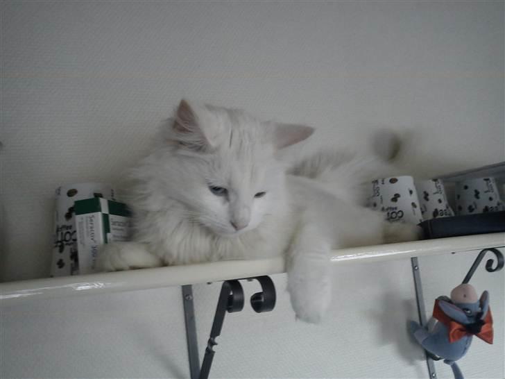 Blanding af racer Prinsessemissen billede 17