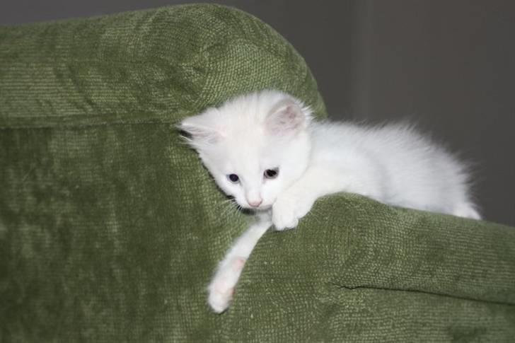 Blanding af racer Prinsessemissen - Slænger sig lige i sofaen B) 10 juni 10, taget af Karoline billede 18