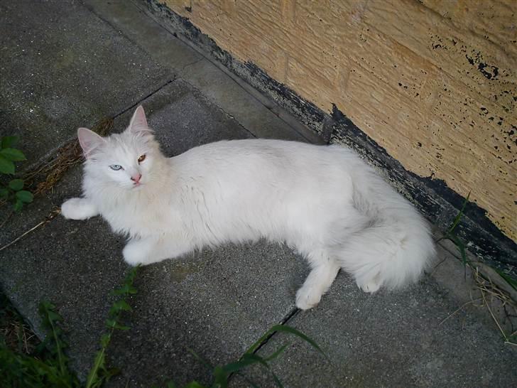 Blanding af racer Prinsessemissen billede 19