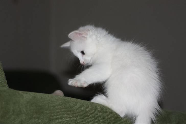 Blanding af racer Prinsessemissen - Legesyge Prinsesse :D 19 juni 10, taget af Karoline billede 20