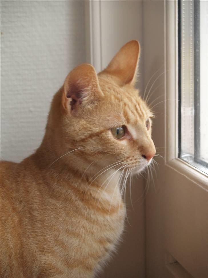 Huskat Yoda (nyt hjem) - Yoda nyder den gode udsigt ;) d. 7. maj 2010 billede 19